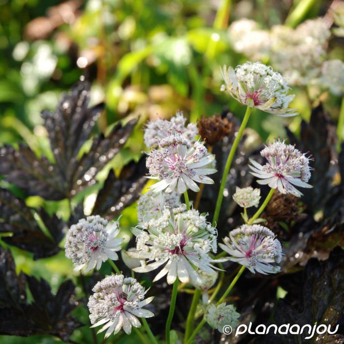 Astrantia major 'Alba'