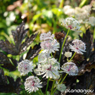 Astrantia major 'Alba'