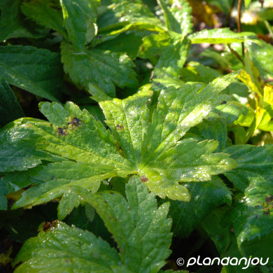 Astrantia major 'Alba'