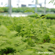 Athyrium filix-femina