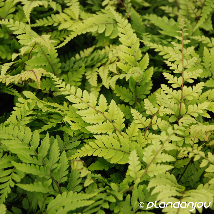 Athyrium otophorum 'Okanum'