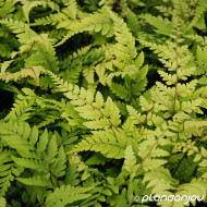 Athyrium otophorum 'Okanum'