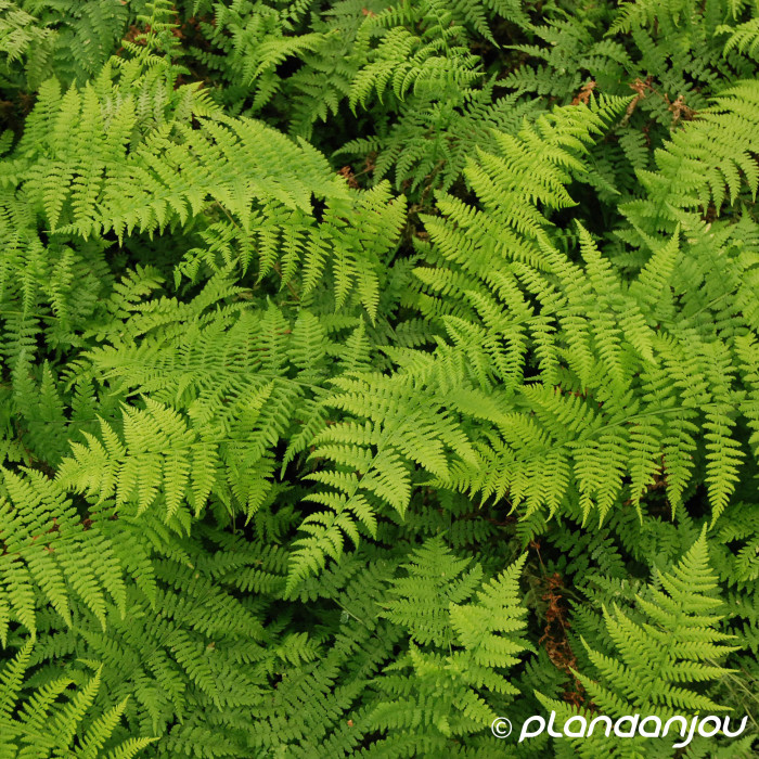 Athyrium filix-femina