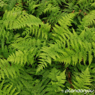Athyrium filix-femina
