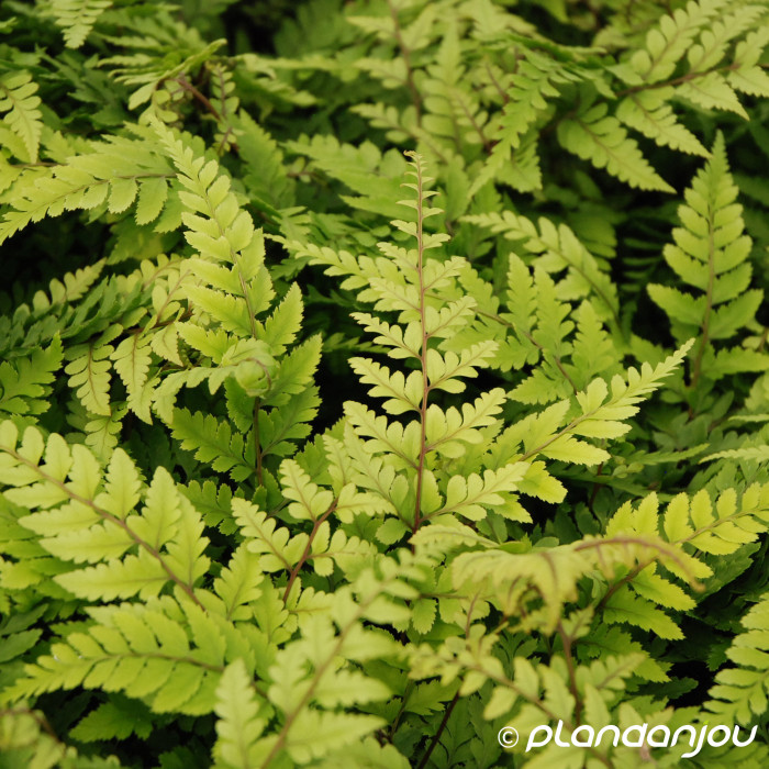 Athyrium otophorum 'Okanum'