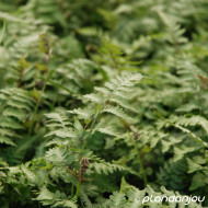 Athyrium niponicum var. Pictum