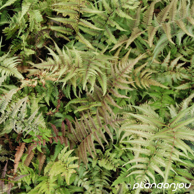 Athyrium niponicum var. Pictum