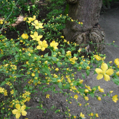 Kerria japonica