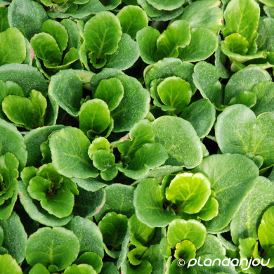Bergenia 'Abendglut'