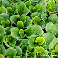 Bergenia 'Abendglut'