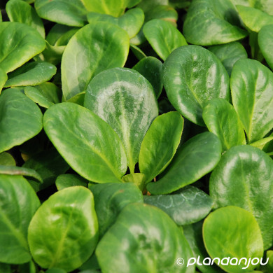 Bergenia 'Bressingham White'