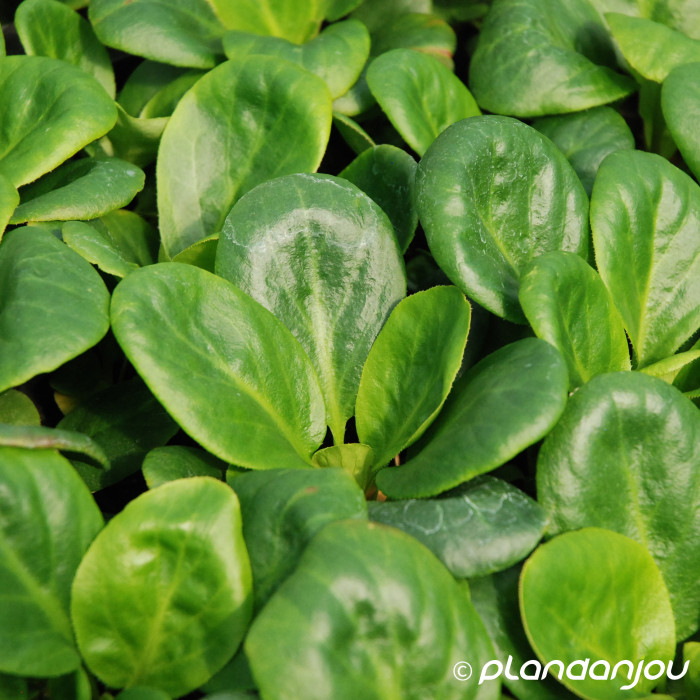 Bergenia 'Bressingham White'