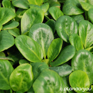 Bergenia 'Bressingham White'