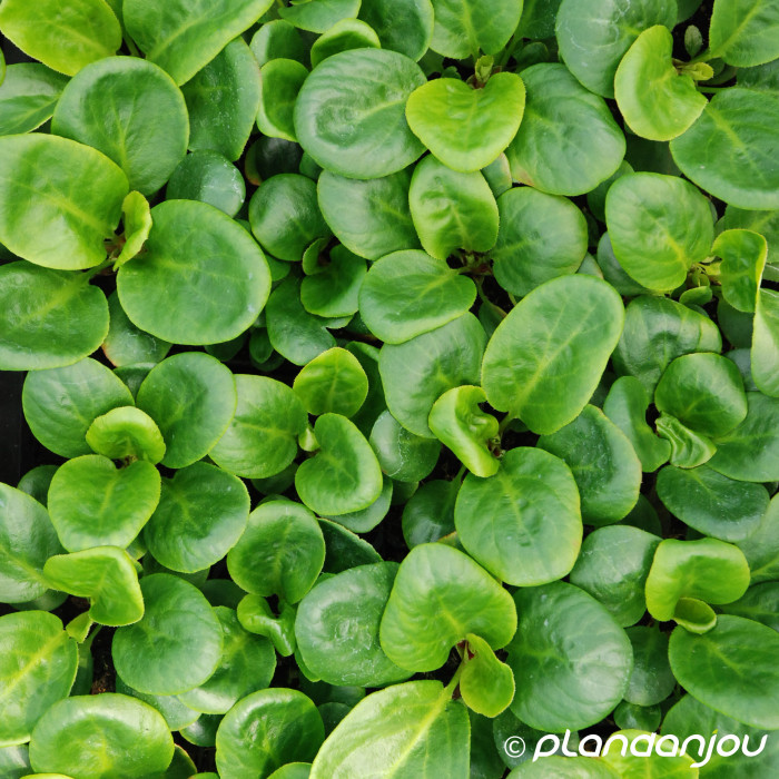 Bergenia 'Bressingham White'