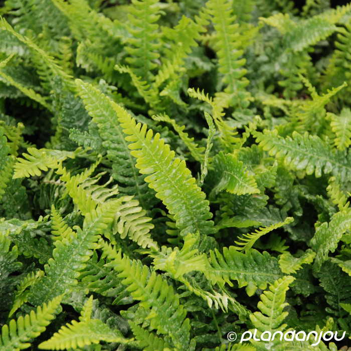Blechnum spicant