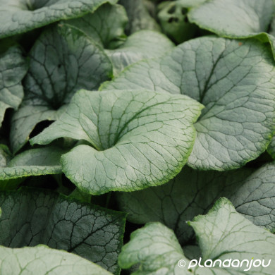 Brunnera macrophylla 'Looking Glass'