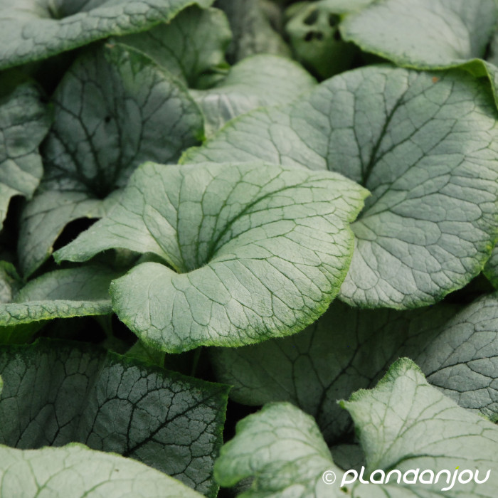 Brunnera macrophylla 'Looking Glass'