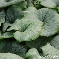 Brunnera macrophylla 'Looking Glass'