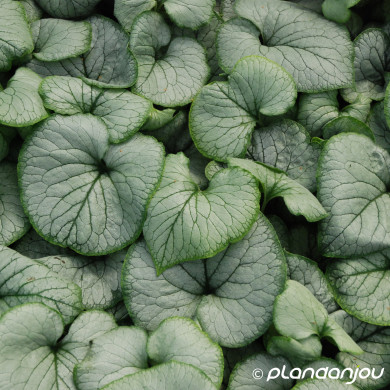 Brunnera macrophylla 'Looking Glass'