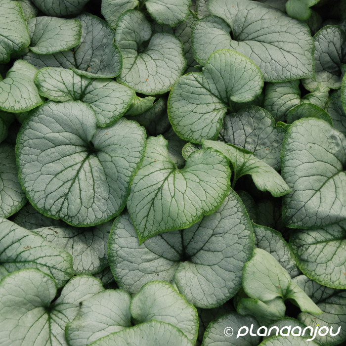 Brunnera macrophylla 'Looking Glass'