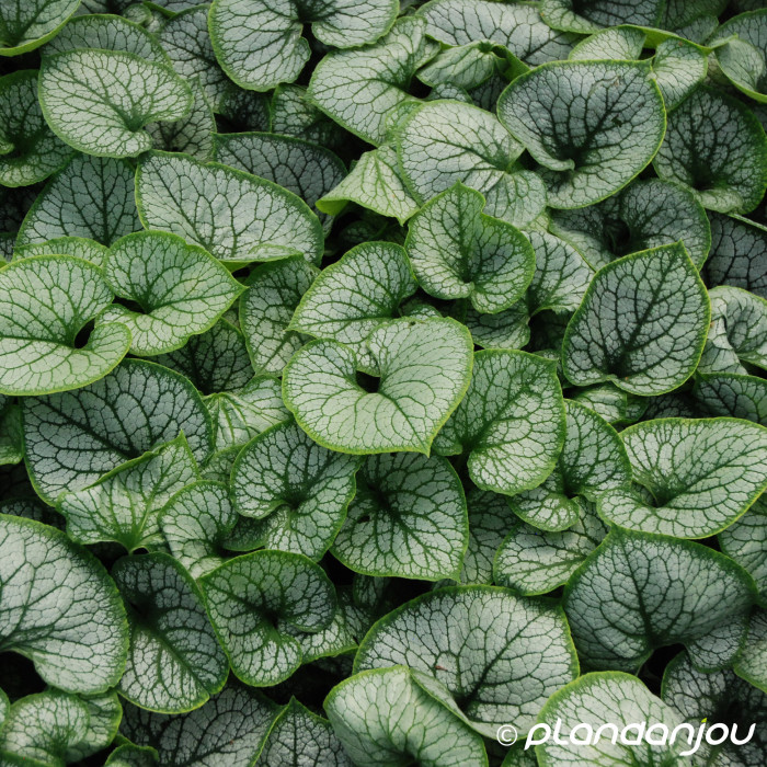 Brunnera macrophylla Jack Frost®