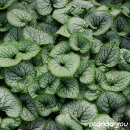 Brunnera macrophylla Jack Frost®