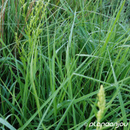 Calamagrostis x acutiflora 'Overdam'