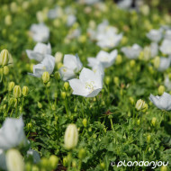 Campanula carpatica 'Alba'