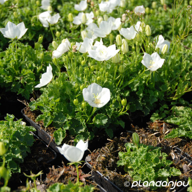 Campanula carpatica 'Alba'