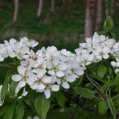 Poirier 'Beurré Hardy'