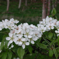 Poirier 'Beurré Hardy'