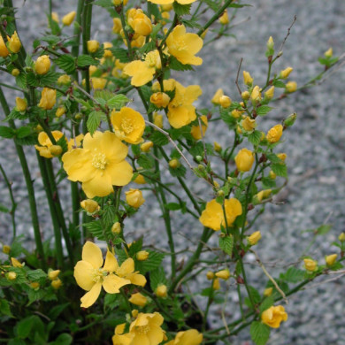 Kerria japonica 'Golden Guinea'