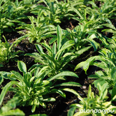 Campanula persicifolia 'Alba'