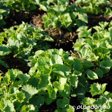 Campanula poscharskyana