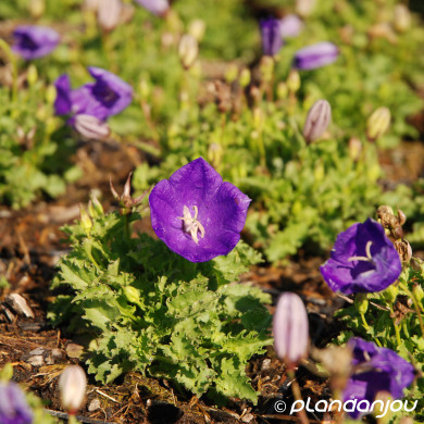 Campanula carpatica Pearl Deep Blue