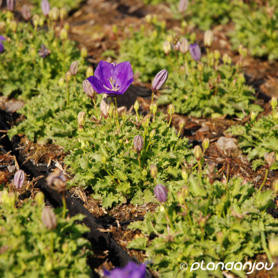 Campanula carpatica Pearl Deep Blue