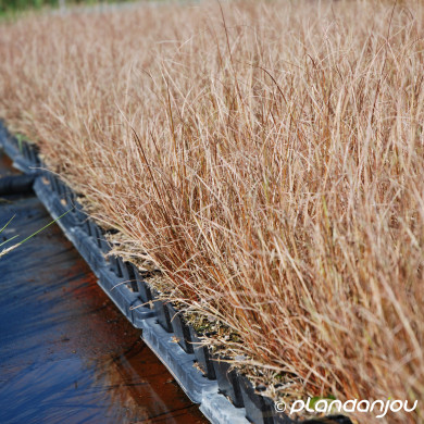 Carex buchananii 'Red Rooster'