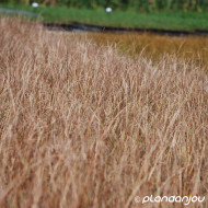 Carex buchananii 'Red Rooster'