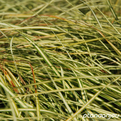 Carex oshimensis 'Evergold'