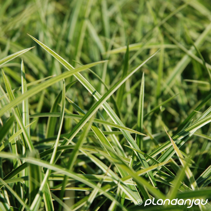 Carex morrowii 'Ice Dance'