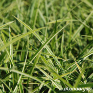 Carex morrowii 'Ice Dance'