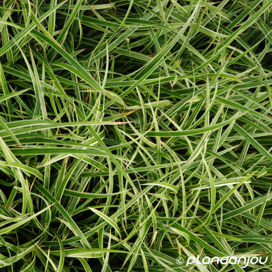 Carex morrowii 'Ice Dance'