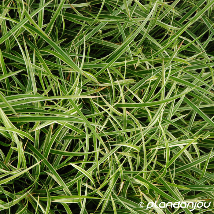 Carex morrowii 'Ice Dance'