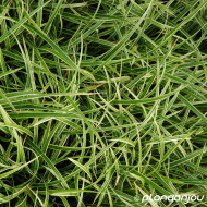 Carex morrowii 'Ice Dance'