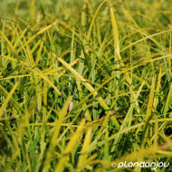 Carex morrowii 'Mosten'