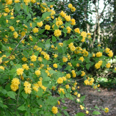Kerria japonica 'Pleniflora'