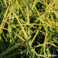 Carex morrowii 'Variegata'