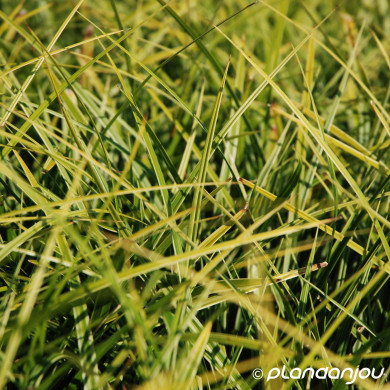 Carex morrowii 'Variegata'