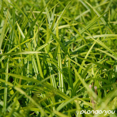 Carex morrowii 'Irish Green'