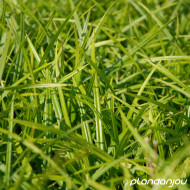 Carex morrowii 'Irish Green'